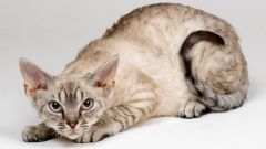 Tapeta Annimals 183.jpg